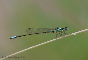 Ischnura verticalis, male